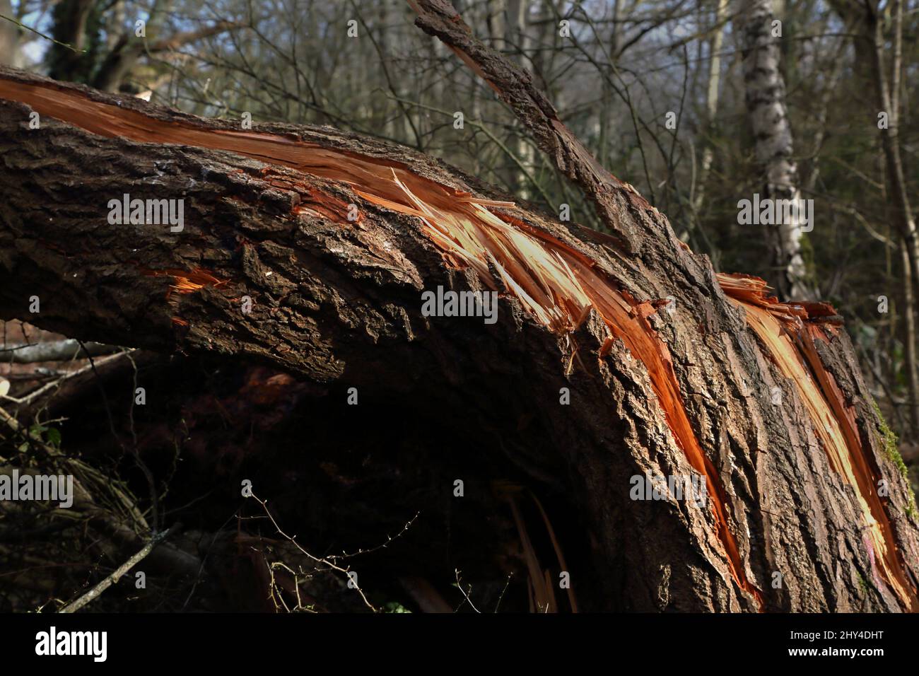 Epsom Surrey Angleterre Epsom Common local nature Reserve Fallen Tree Storm dégâts Banque D'Images