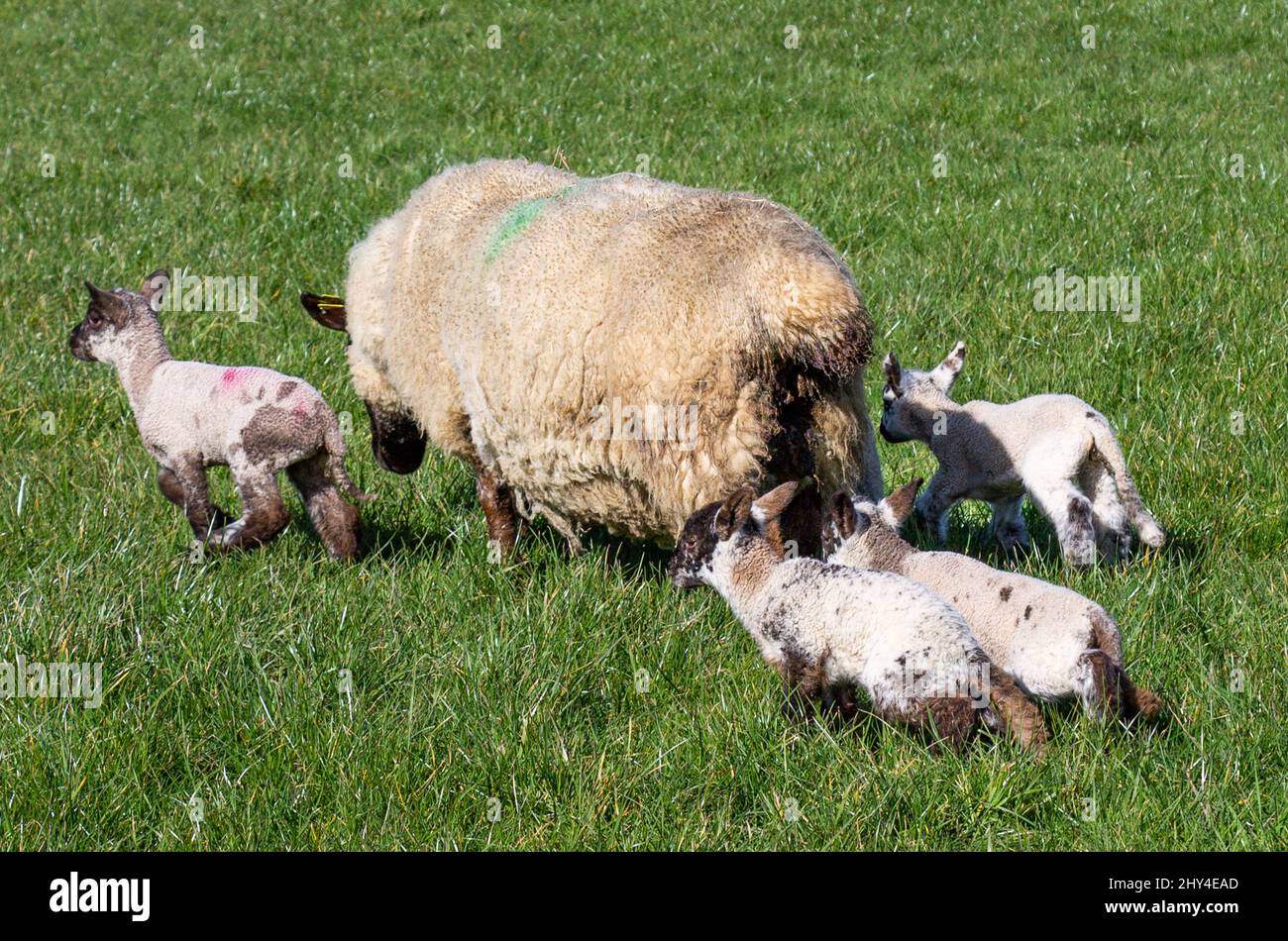 Mouton Ewe à face noire avec quatre agneaux Banque D'Images