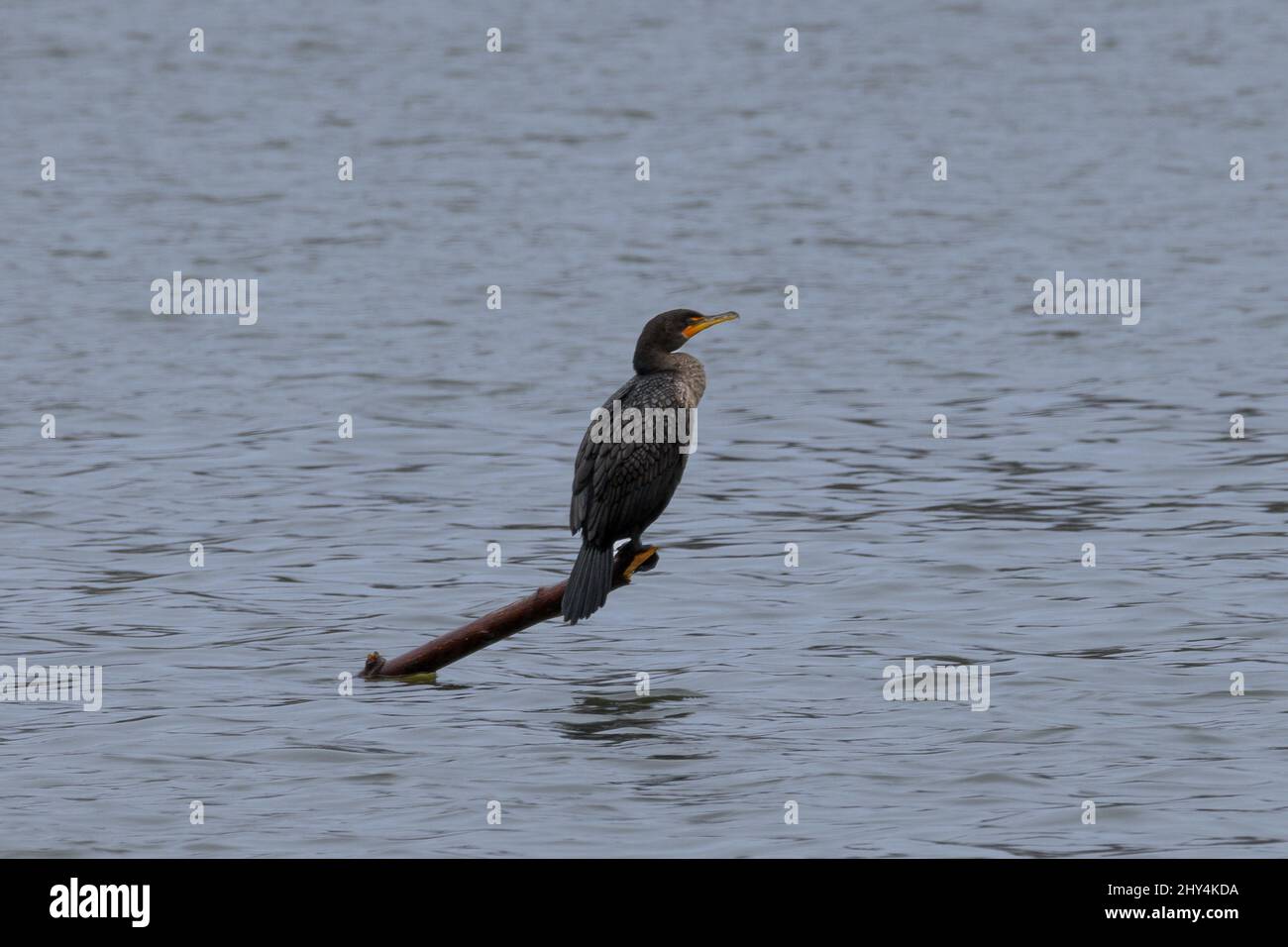 Photo d'un oiseau cormorant perché sur une branche d'arbre qui dépasse de l'eau pendant la journée Banque D'Images