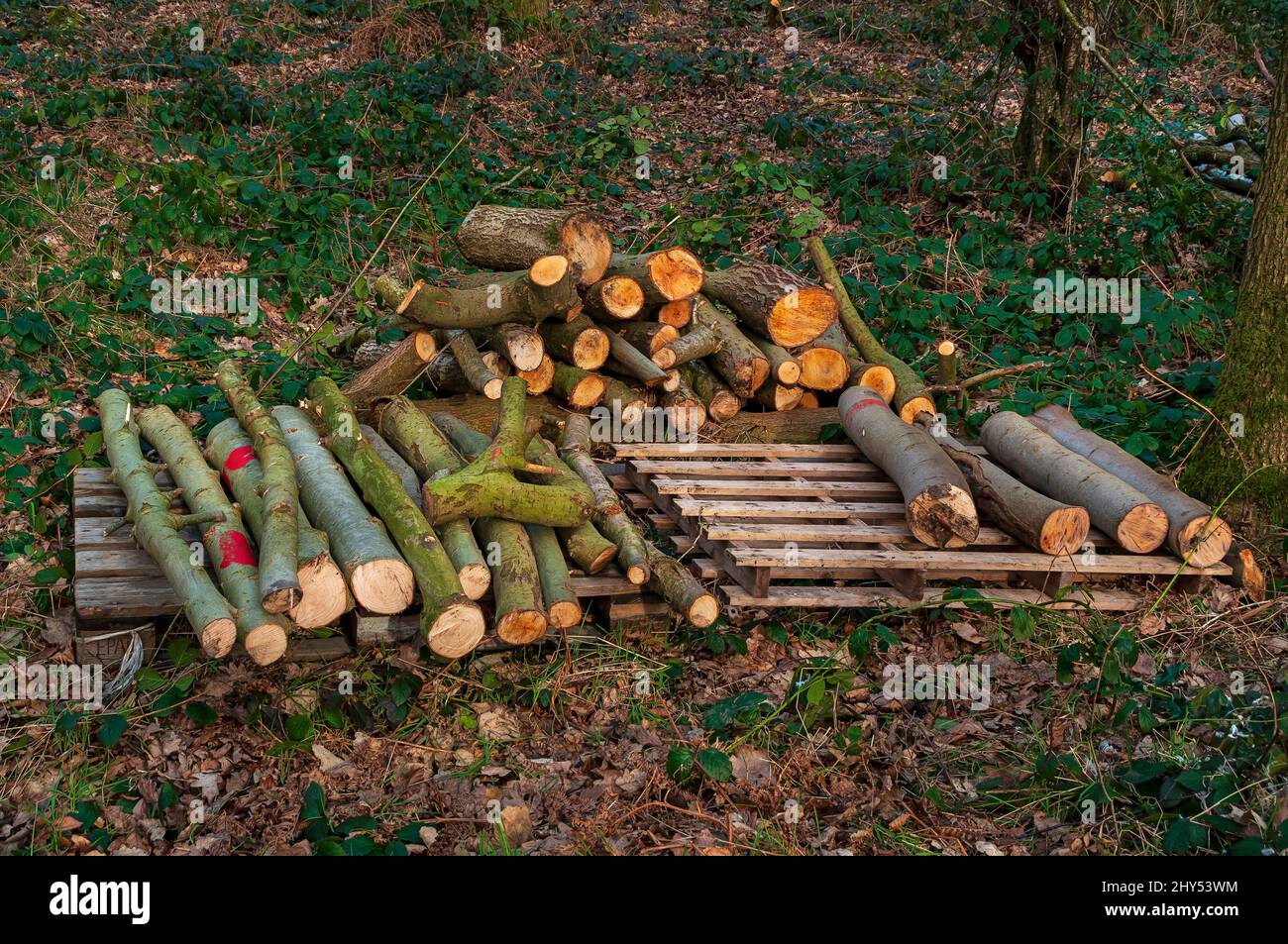 Palettes d'arbres coupés, petits troncs et branches, trouvés dans le bois de Great Hollins, Oughtibridge, près de Sheffield. Banque D'Images