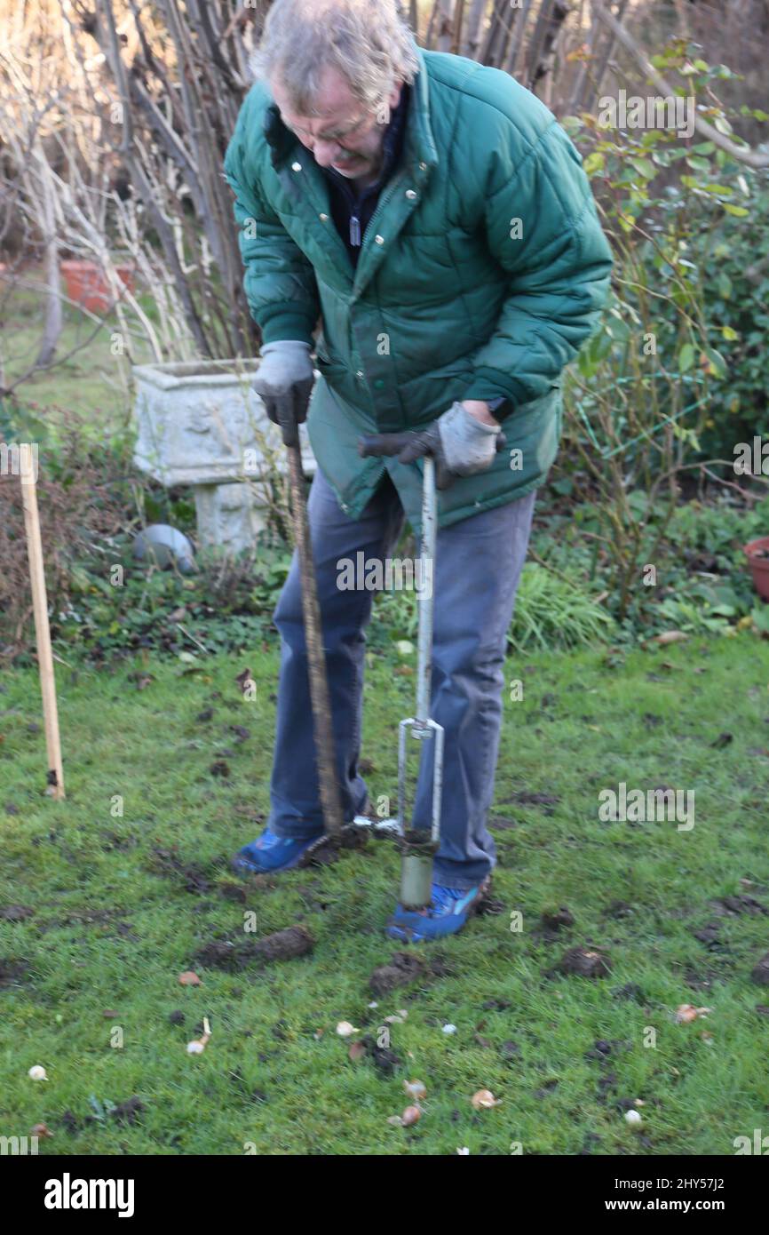 Homme plantant des bulbes dans la pelouse après les avoir dispersé en janvier Surrey Angleterre Banque D'Images