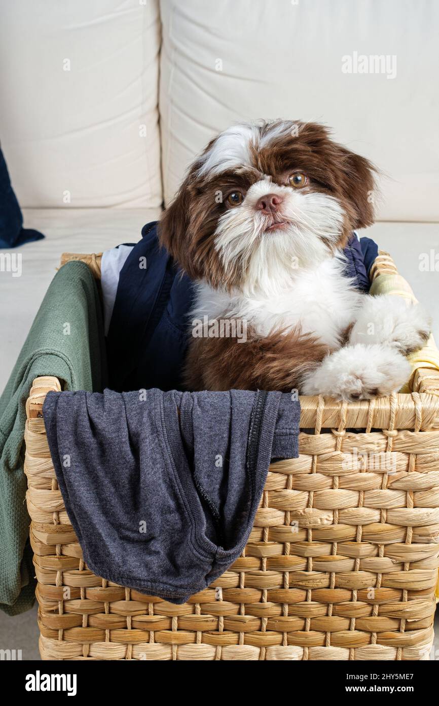 Shih tzu chiot à l'intérieur d'un panier à linge, avec son corps tourné vers le côté et face à l'appareil photo. Banque D'Images