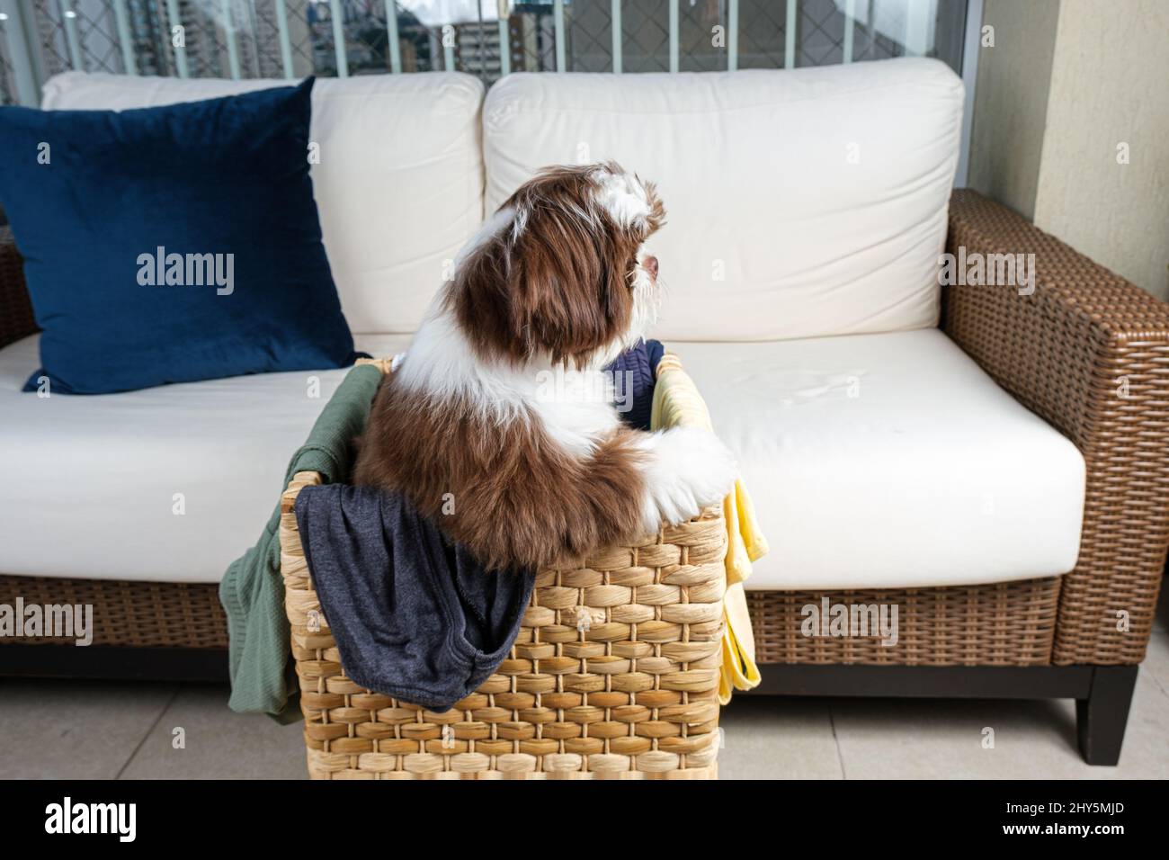Shih tzu chiot à l'intérieur d'un panier à linge, avec le corps tourné vers la vue latérale. Banque D'Images