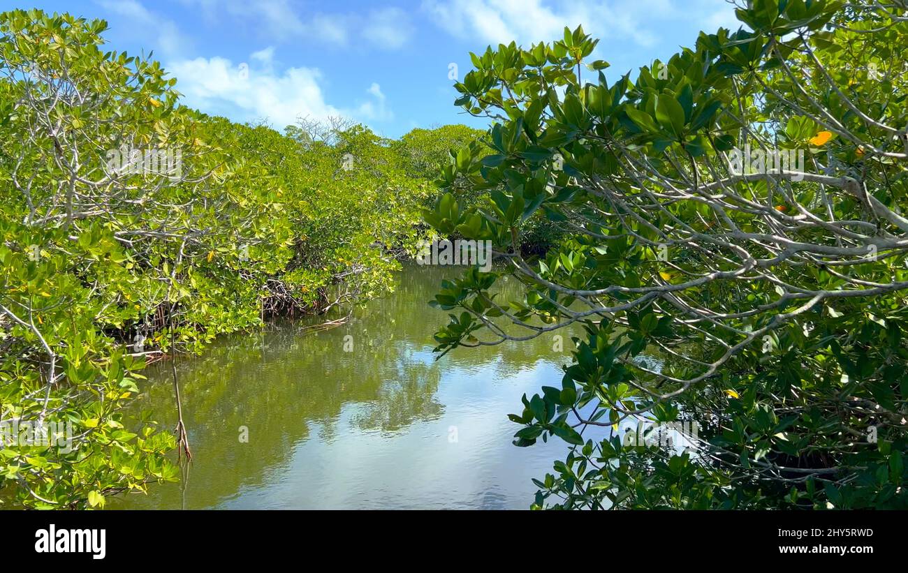 Belle forêt de mangroves en Floride - nature pure Banque D'Images