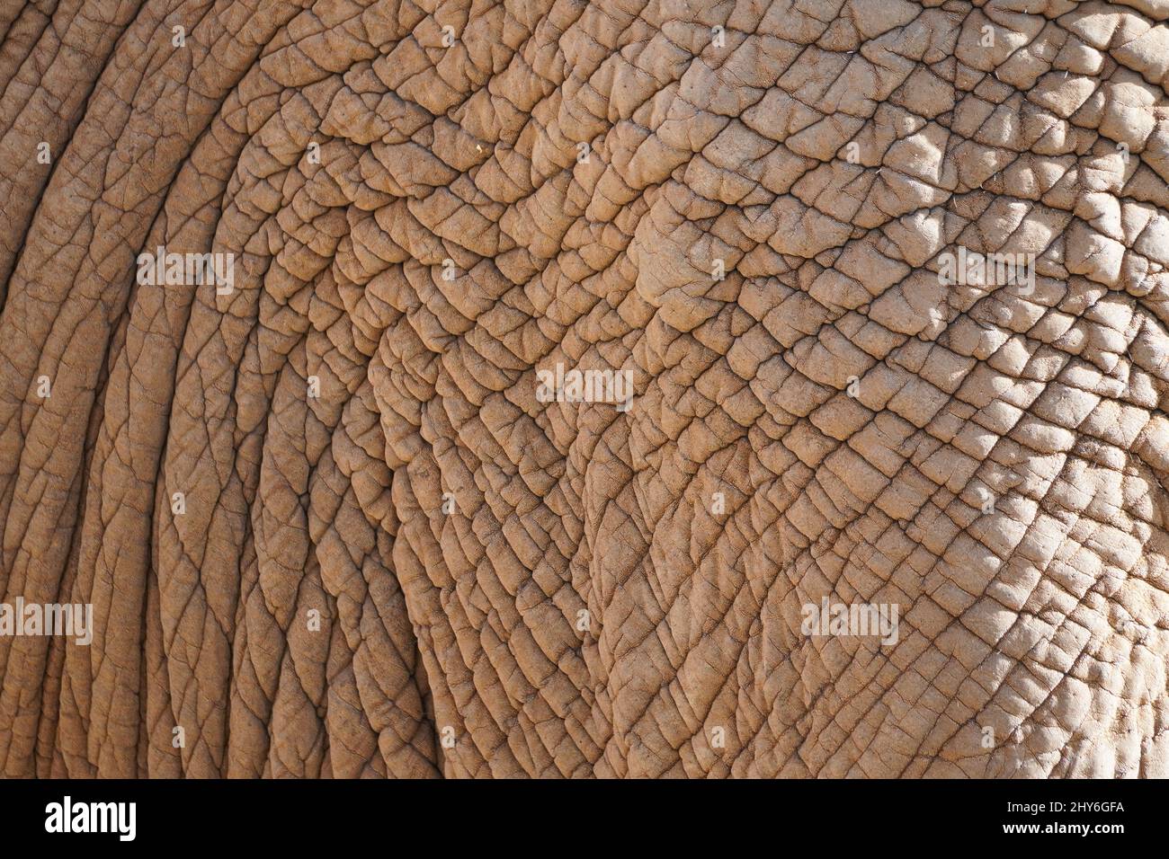 Gros plan sur une épaisse peau d'éléphant en similicuir Banque D'Images