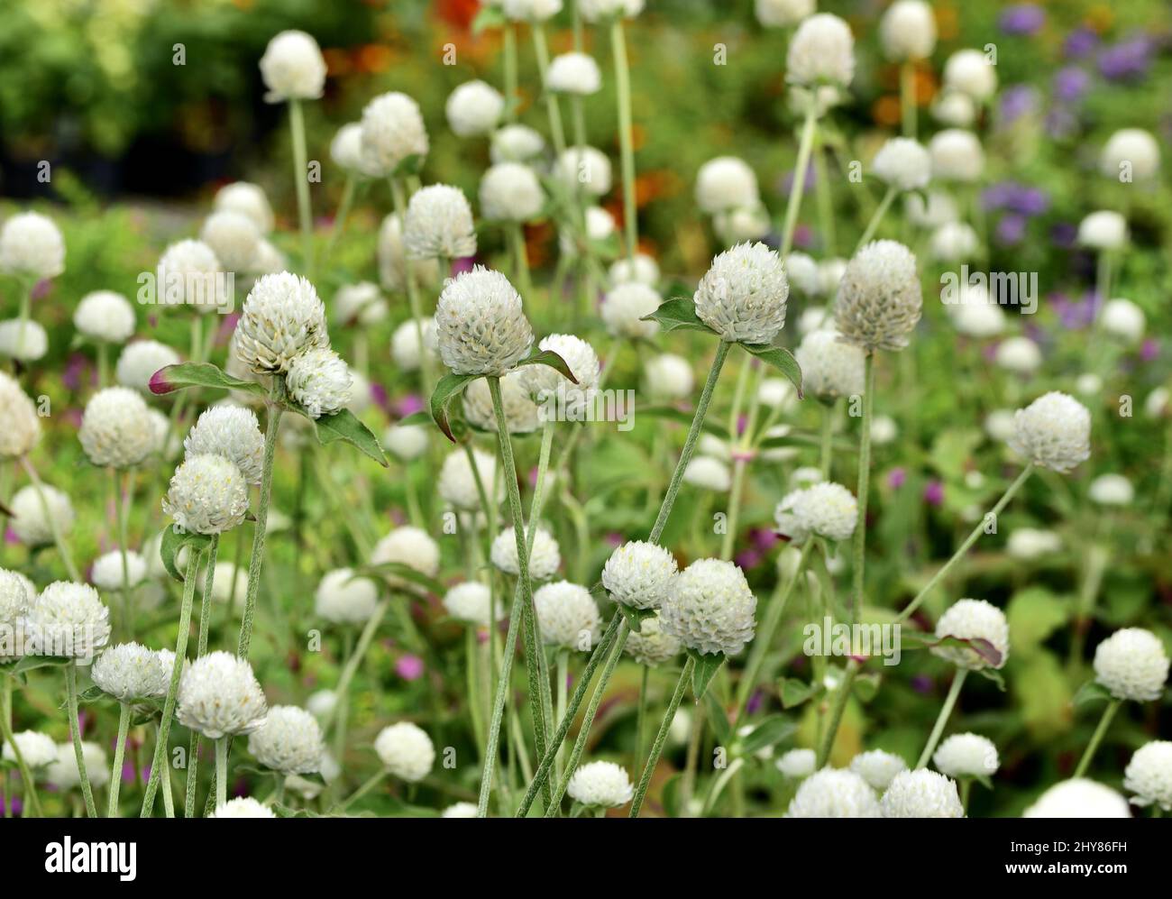 Gros plan sur les fleurs de gomphrena globose blanches qui poussent dans le jardin. Banque D'Images