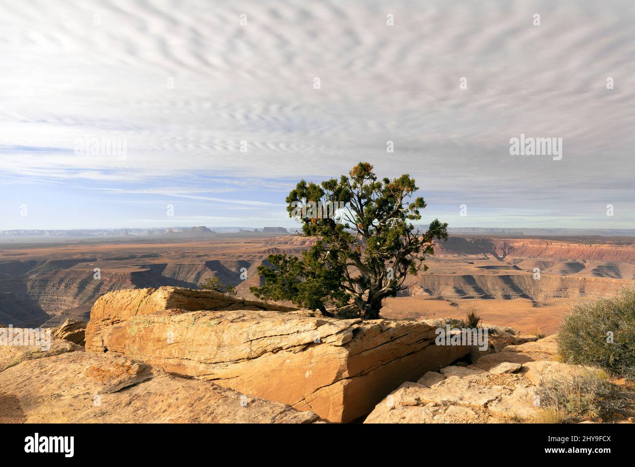 UT00891-00..... UTAH - arbre et vue sur les canyons de la rivière San Juan à Muley point dans le terrain de loisirs national de Glen Canyon. Banque D'Images