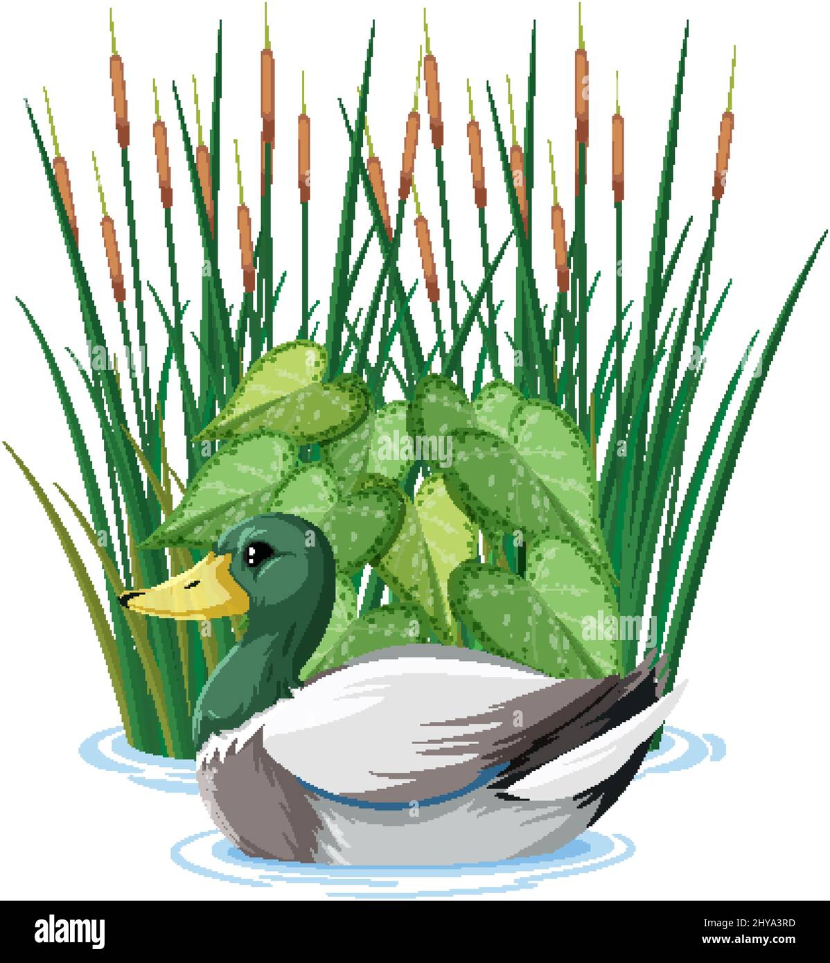 Canard nageant dans l'illustration de l'étang Illustration de Vecteur