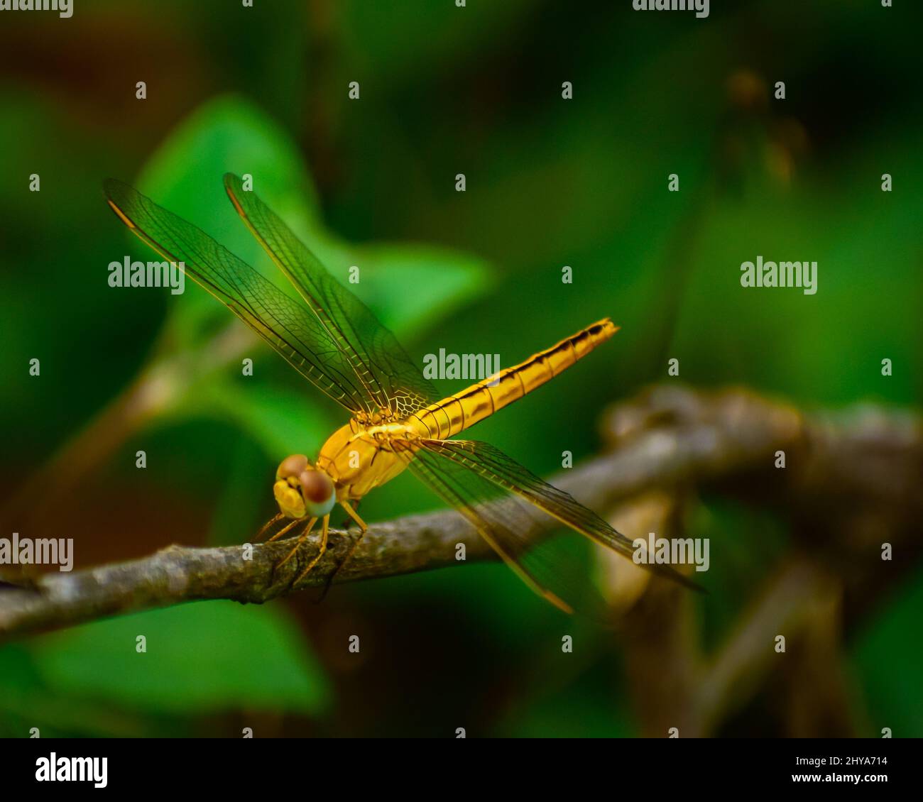 gros plan de la magnifique libellule assis sur la branche. bijou de fossé ( brachythemis contaminata). Banque D'Images