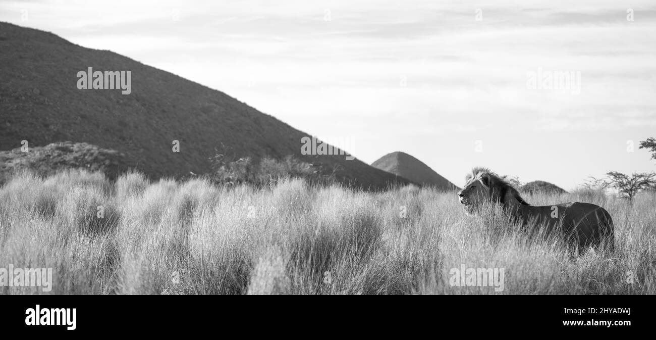 Lion solitaire dans l'herbe de safari vallonné en noir et blanc Banque D'Images