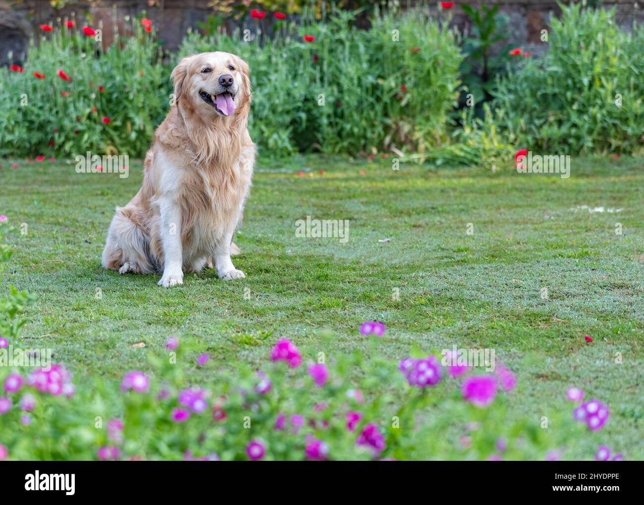 Golden Retriever chien avec sa langue dehors assis dans la pelouse et appréciant le temps Banque D'Images