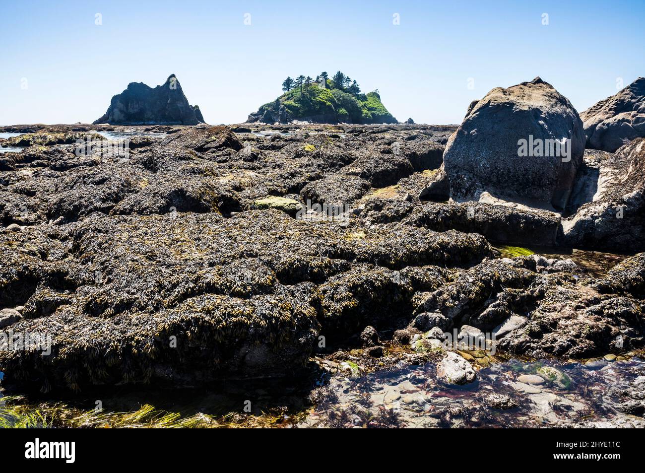 Toleak point, Low Tide, mi-journée, parc national olympique et réserve/sanctuaire marin, Washington, États-Unis. Banque D'Images