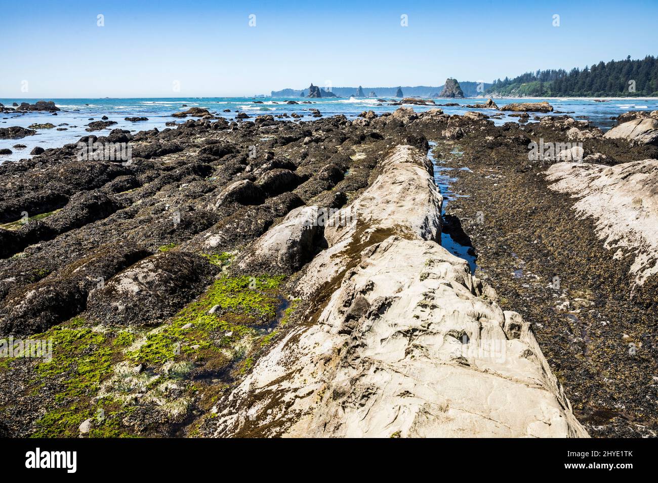 Toleak point regardant vers le nord - Washington Olympic Coast et Marine Sanctuary. Banque D'Images