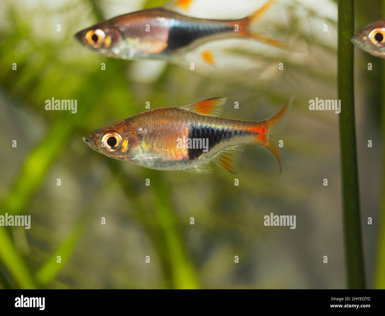 Gros plan sur Harlequin Rasbora Banque D'Images