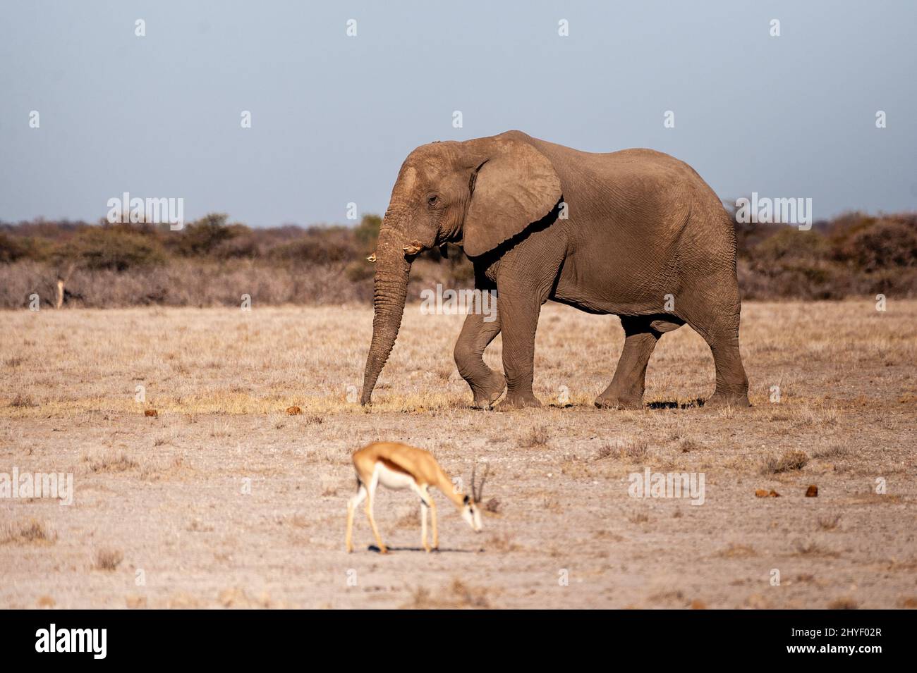 Un éléphant d'Afrique solitaire géant - loxodonta Africana - marchant sur les plaines du parc national d'Etosha, Namibie. Banque D'Images