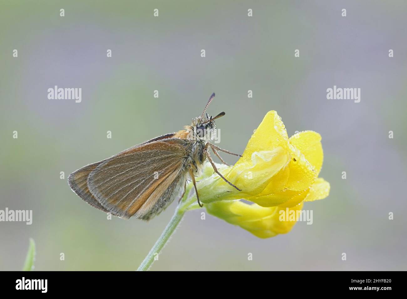 Thymelicus lineola Essex skipper, pois, on meadow Banque D'Images