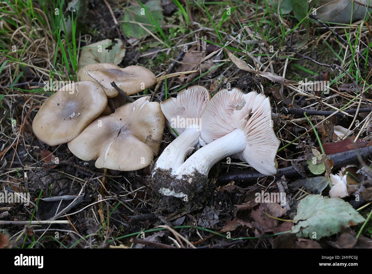 Entoloma clypeatum, connu sous le nom de Shield Pinkgill, champignon sauvage de Finlande Banque D'Images