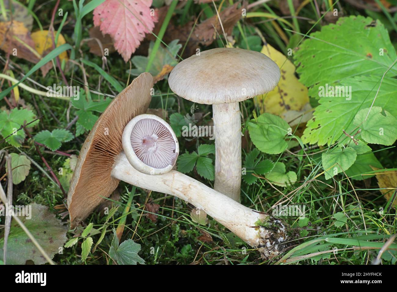 Cortinarius lucorum, un webcap de Finlande de champignons Banque D'Images