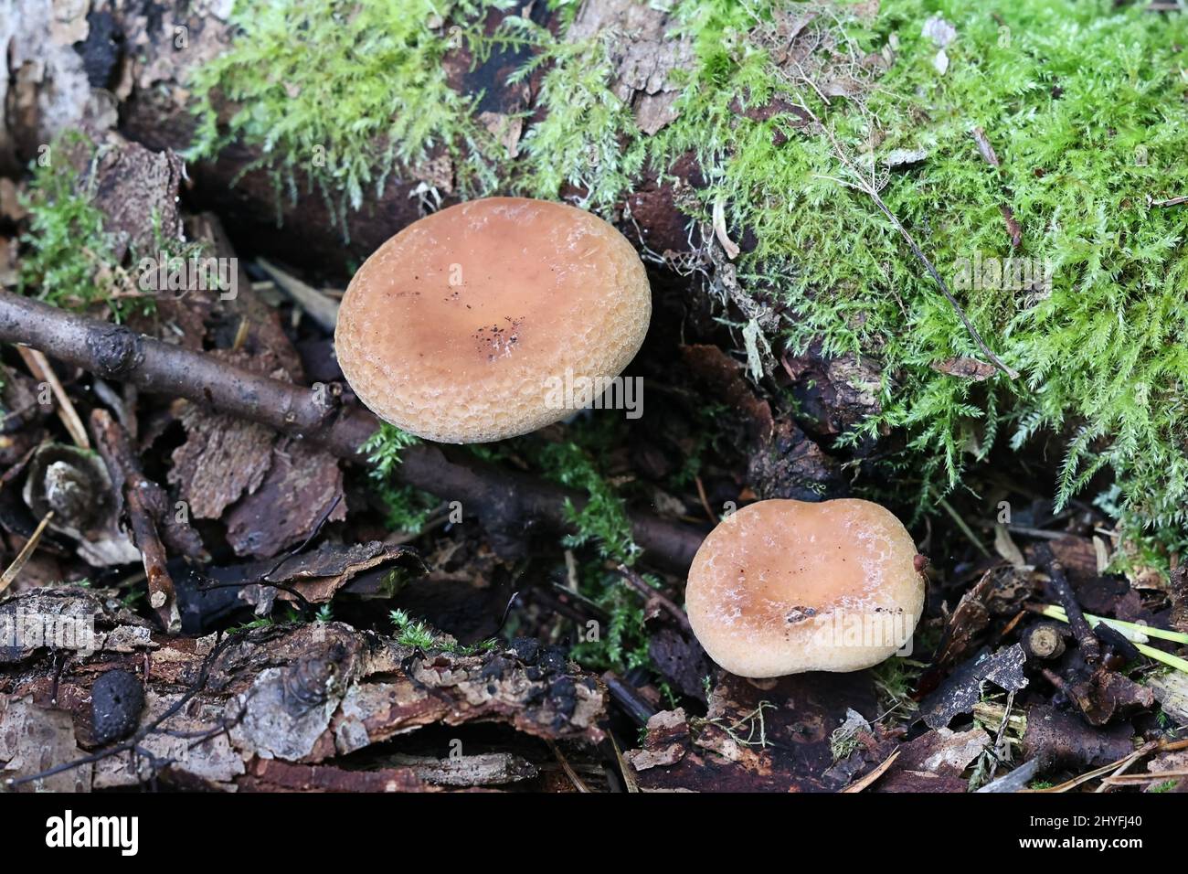 Paralepista gilva, connu sous le nom de Tawny Funnel, champignon sauvage de Finlande Banque D'Images