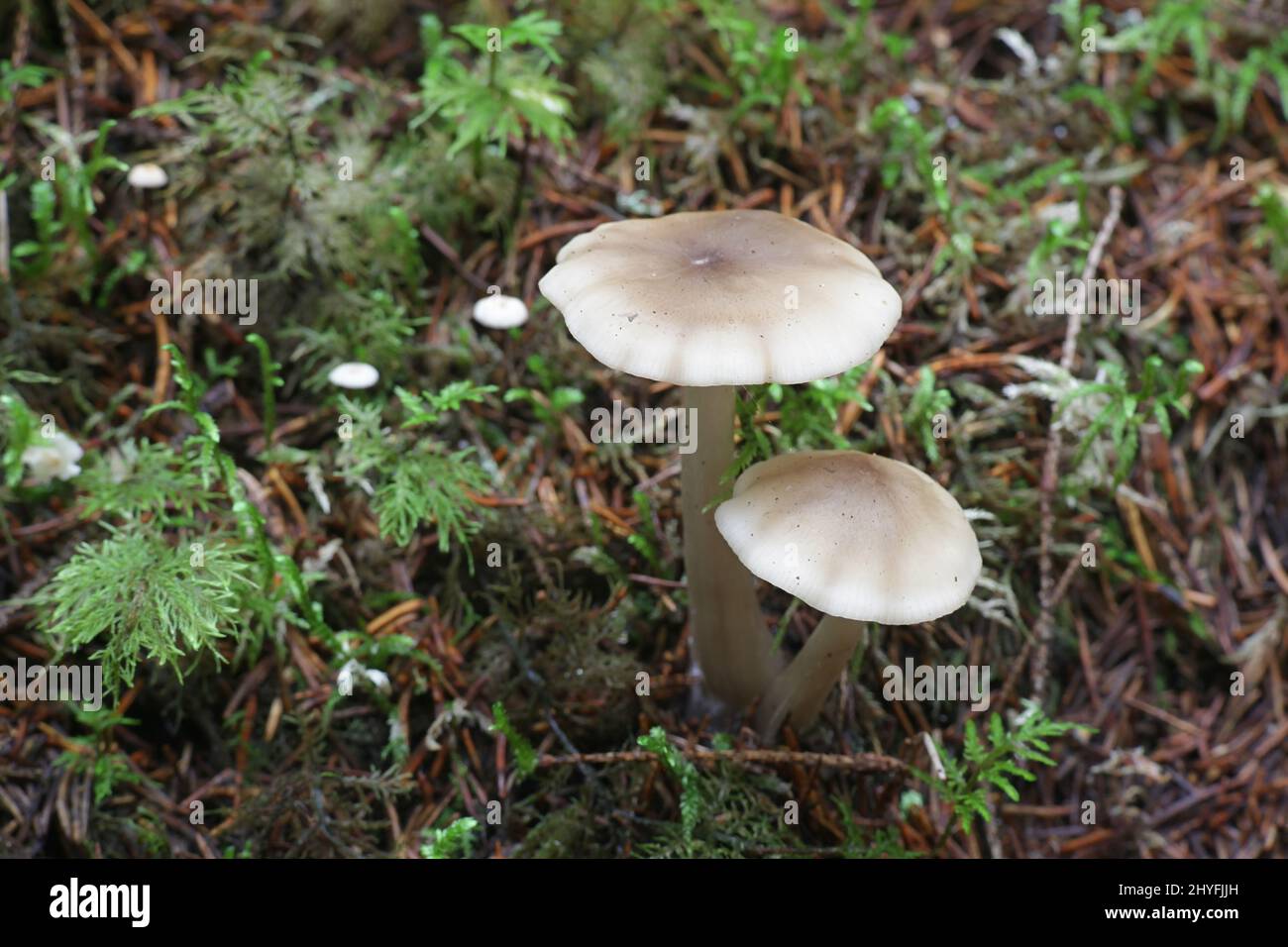 Tricholoma saponaceum, connu comme le savon parfumé de toadstool, savonneux knight ou savon tricholoma, à partir de la Finlande aux champignons sauvages Banque D'Images