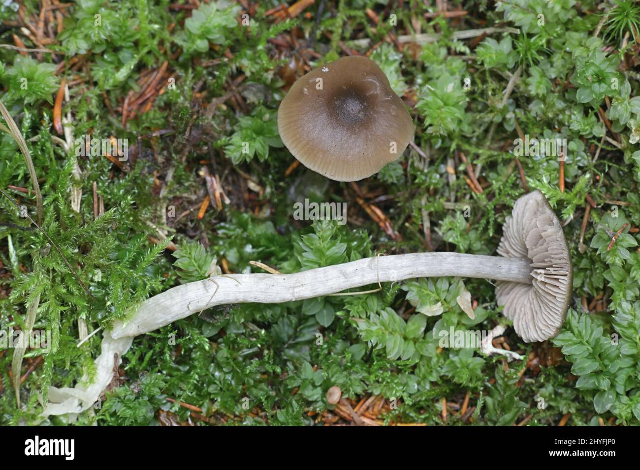 Entoloma turbidum, un champignon pinkgill de Finlande, pas de nom anglais commun Banque D'Images