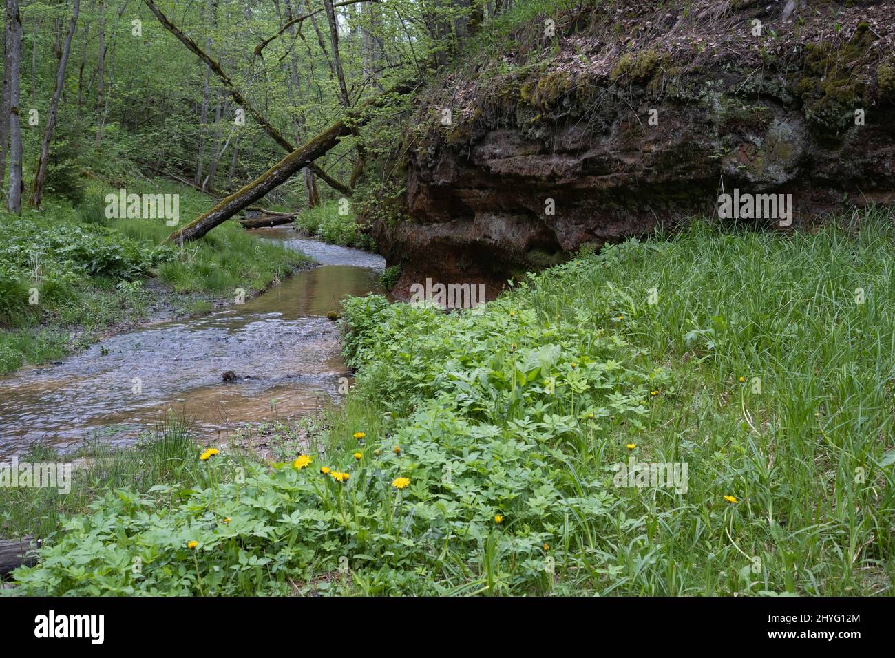 Petit ruisseau près de la formation de roche de sable dans le parc naturel de la Lettonie Banque D'Images