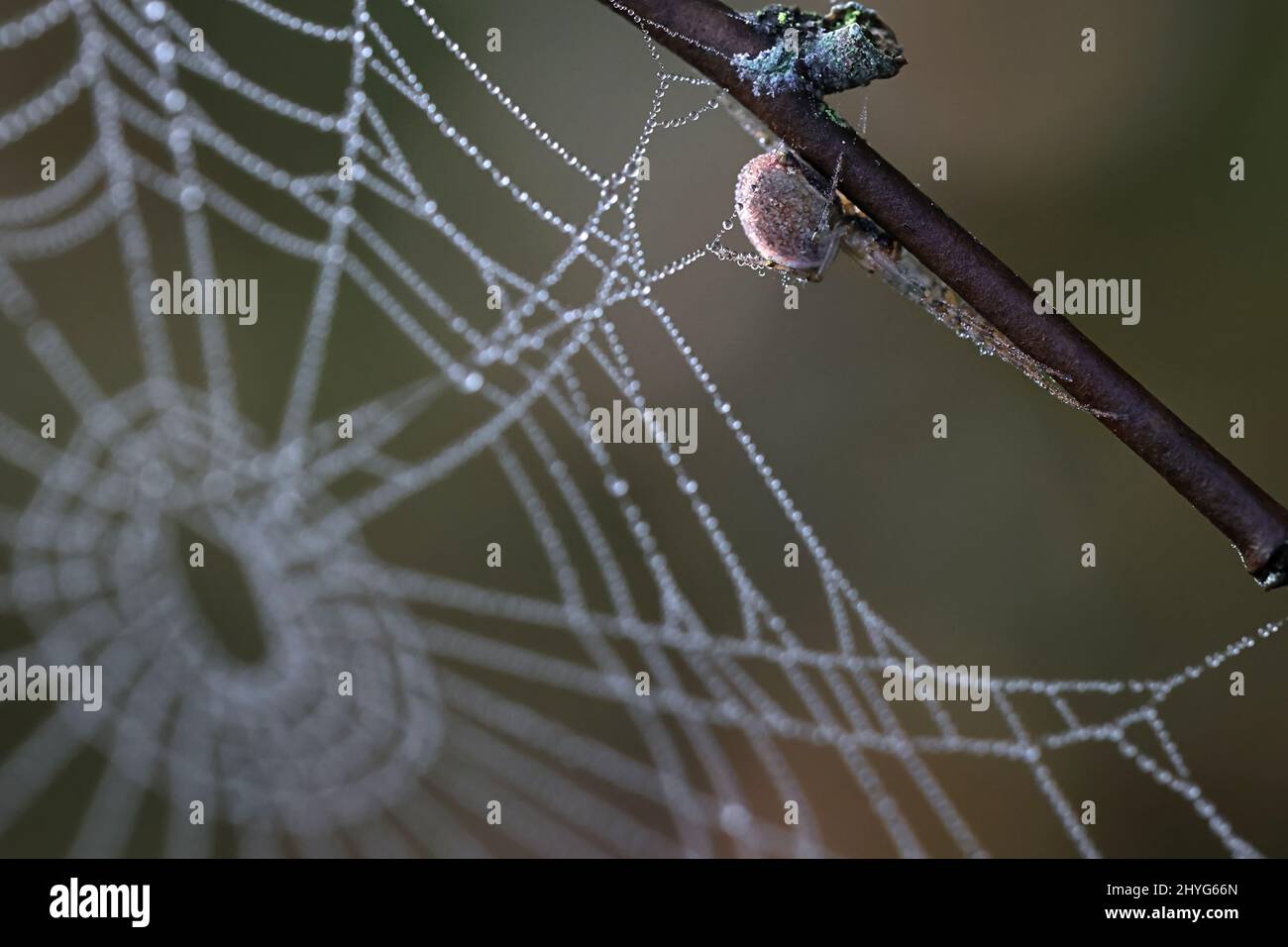 Araignée et toile d'araignée en tissage ORB recouverte de rosée du matin Banque D'Images
