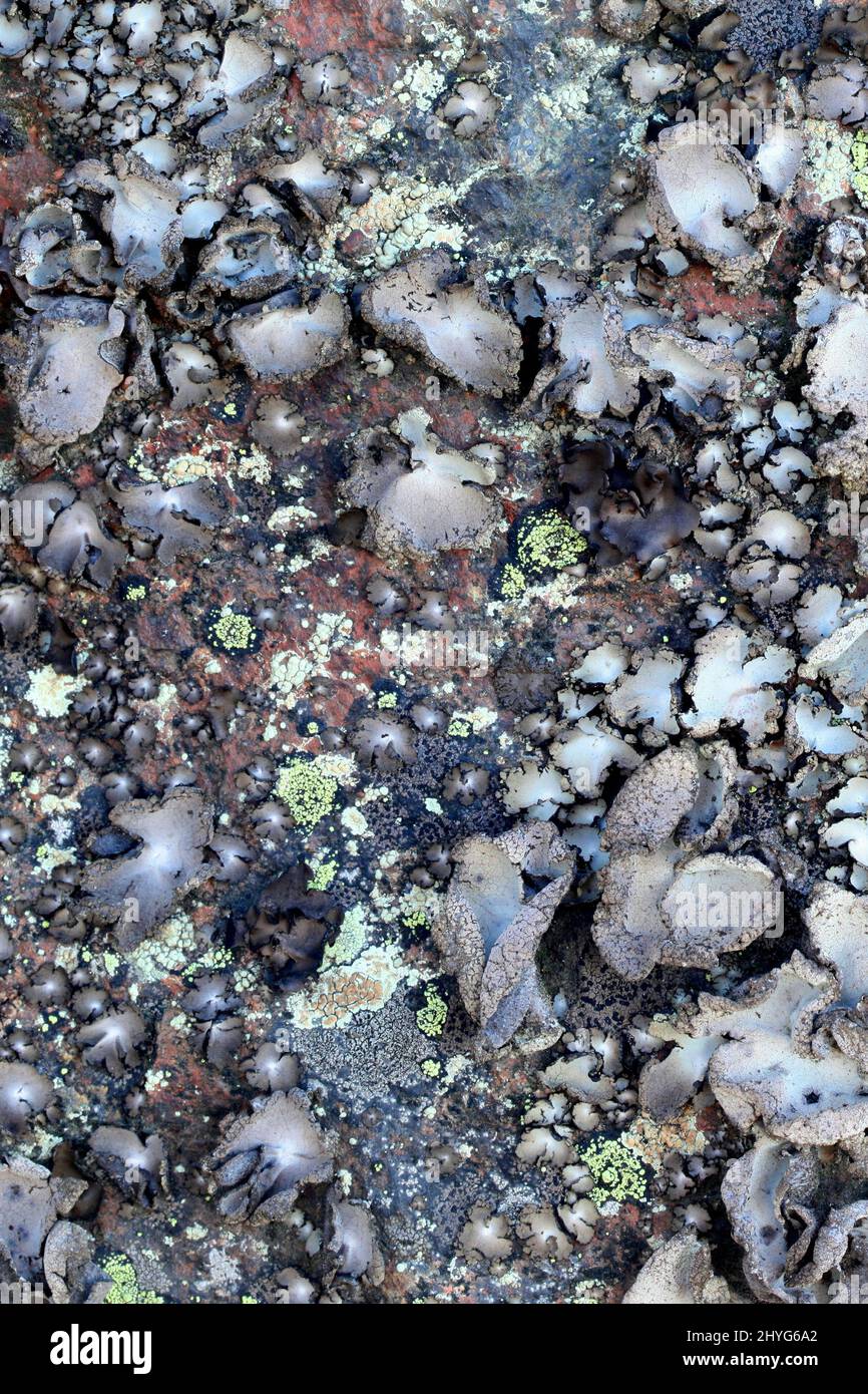 Umbilicaria hirsuta, connu sous le nom de lichen de navel poilu, lichen de mer de Finlande Banque D'Images