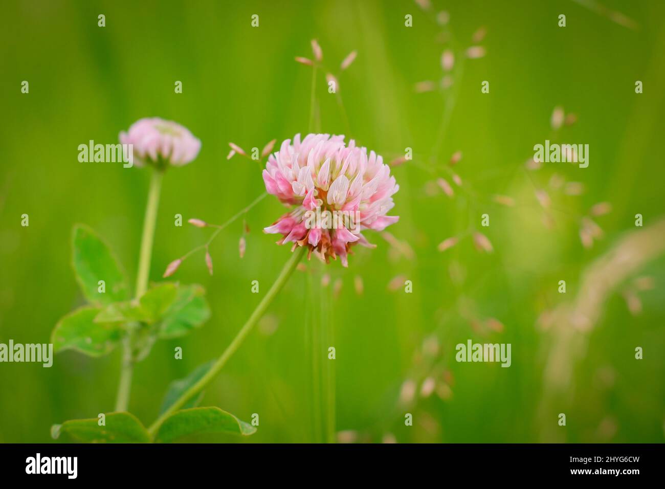 Trifolium pratense, le trèfle blanc dans la prairie. Trèfle à fleurs blanches et POA annua, ou herbe de prairie annuelle au soleil. Banque D'Images