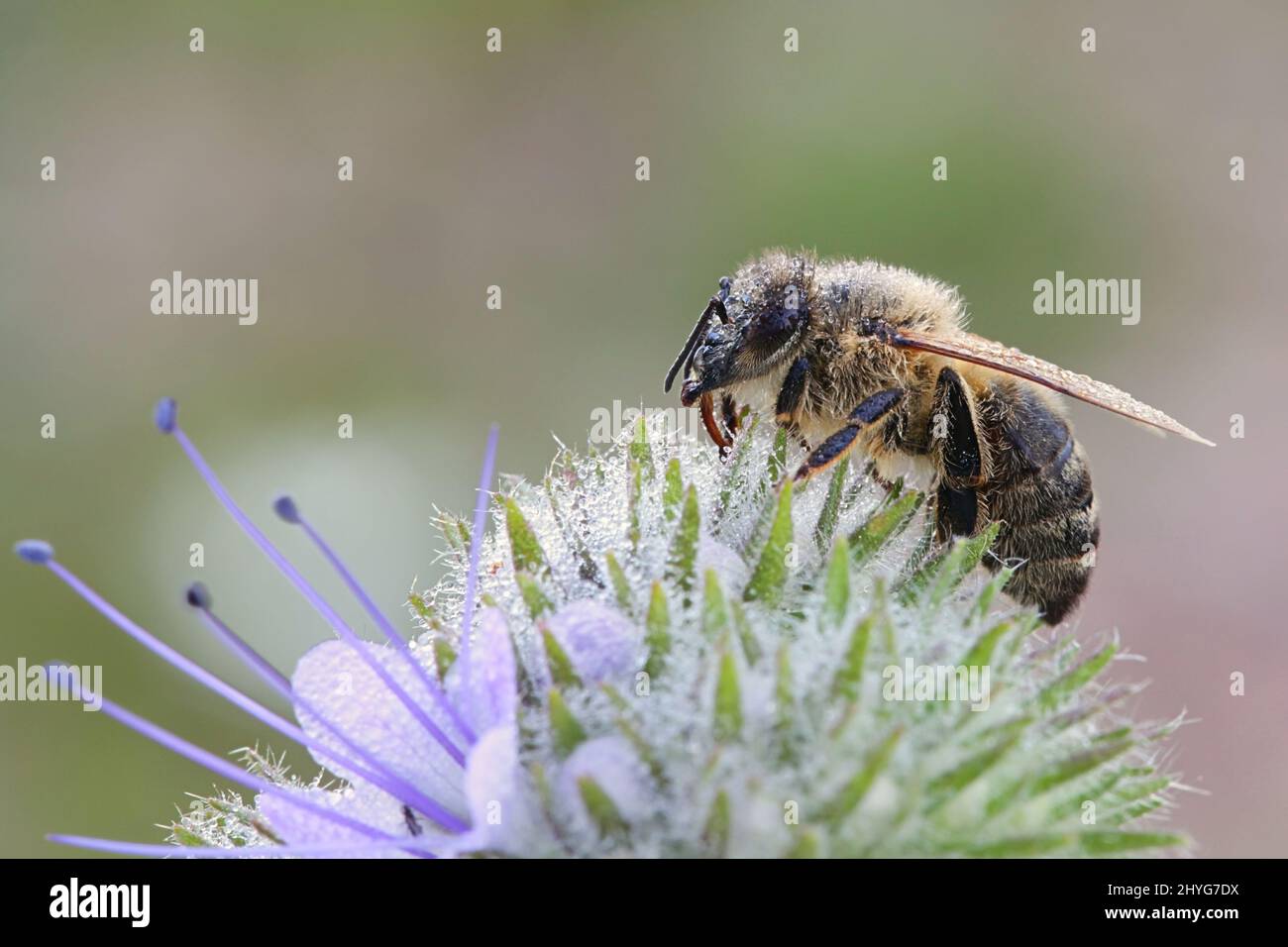 L'abeille européenne, Apis mellifera Banque D'Images