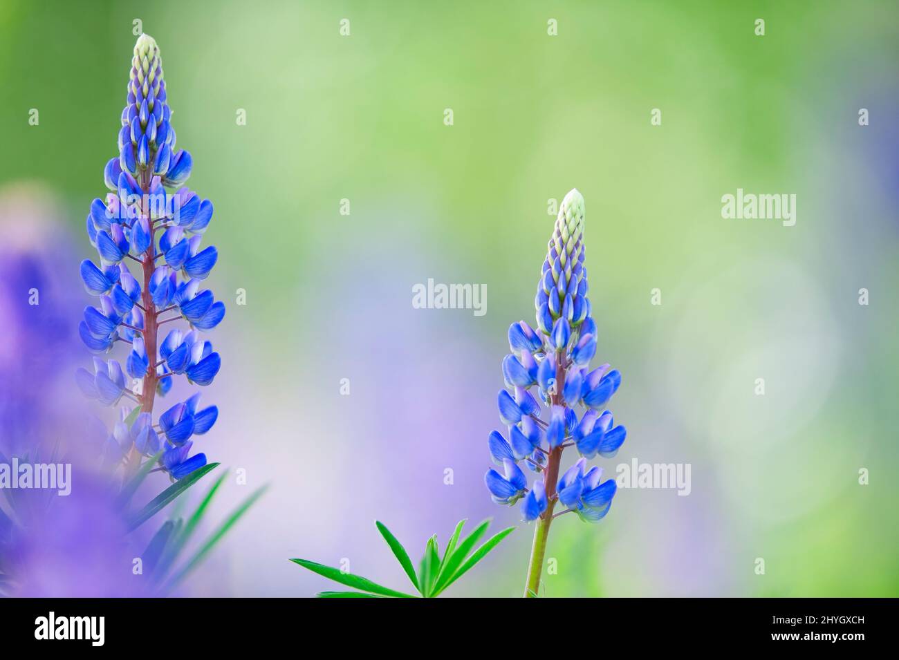 Lupin bleu (Lupinus polyphyllus) dans le champ. Mise au point sélective, arrière-plan flou avec effet de flou flou. Banque D'Images