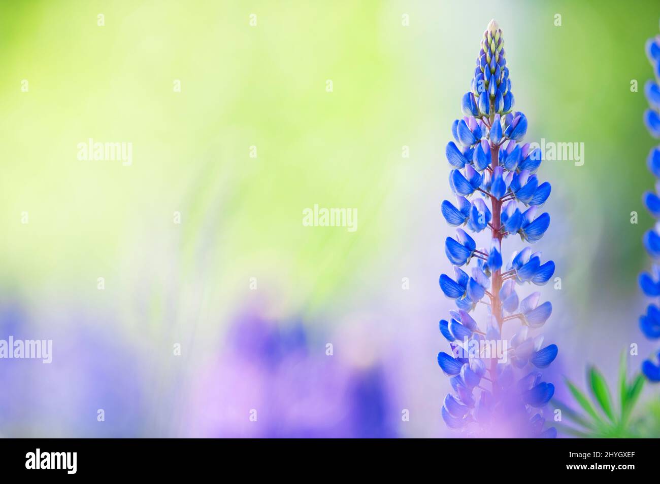 Lupins bleus (Lupinus polyphyllus) qui fleurissent dans le champ. Mise au point sélective, arrière-plan flou avec effet de flou flou. Banque D'Images