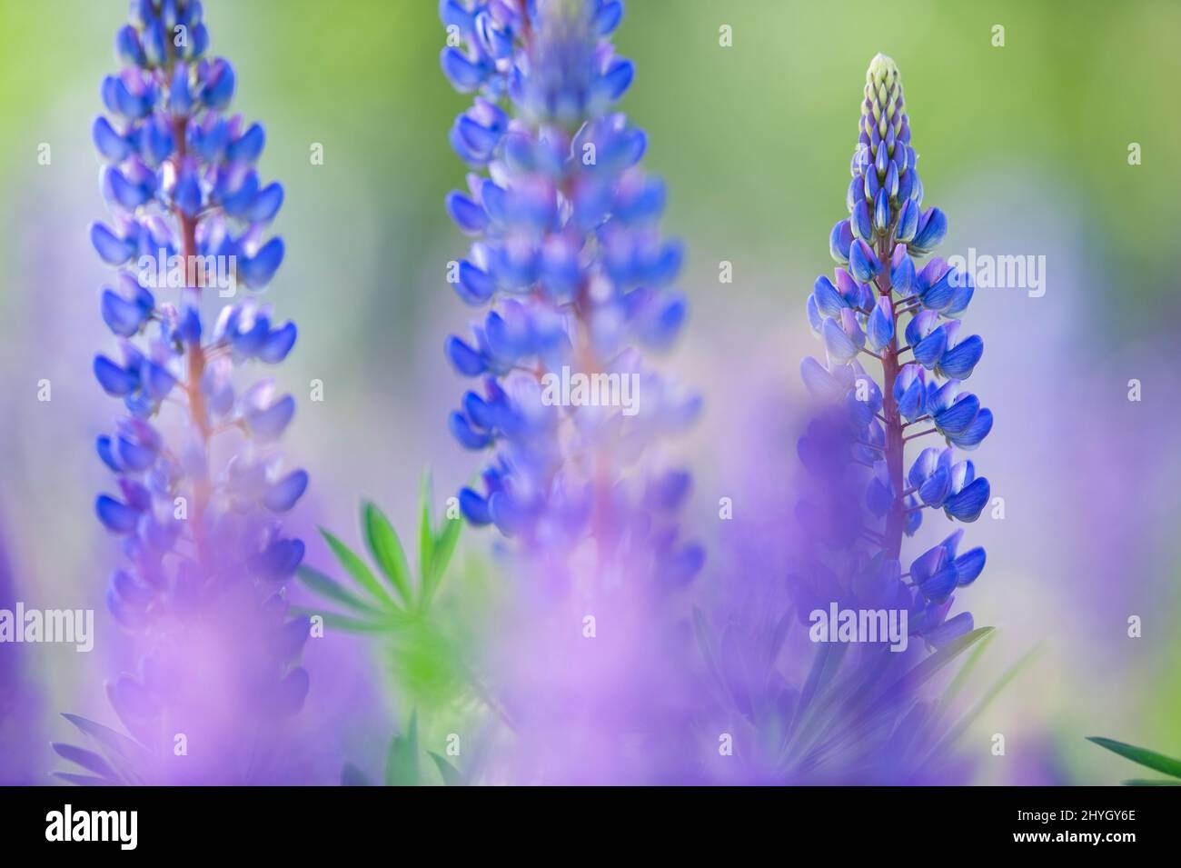 Lupin bleu (Lupinus polyphyllus) dans le champ. Mise au point sélective, arrière-plan flou avec effet de flou flou. Banque D'Images