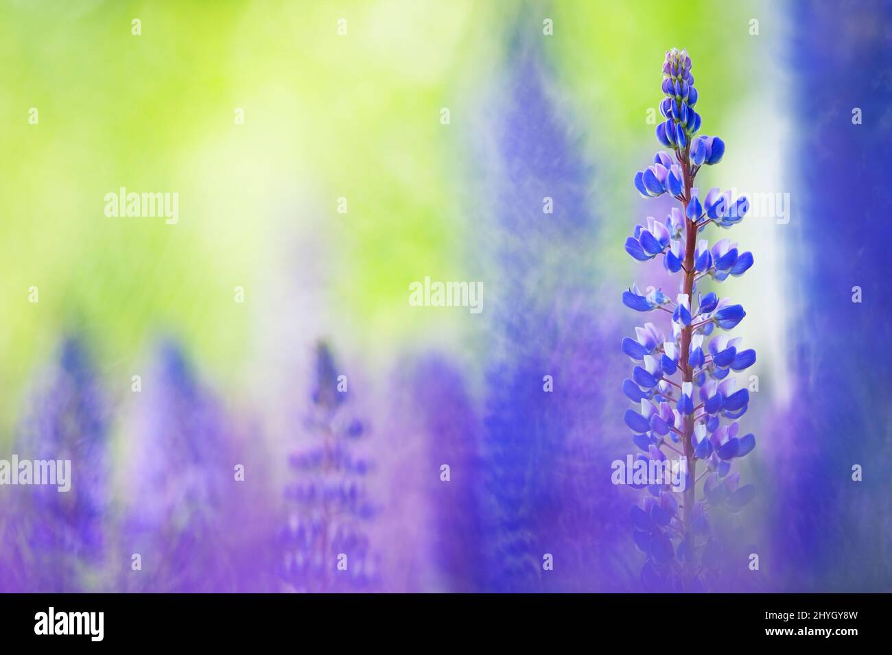 Lupins bleus (Lupinus polyphyllus) qui fleurissent dans le champ. Mise au point sélective, arrière-plan flou avec effet de flou flou. Banque D'Images