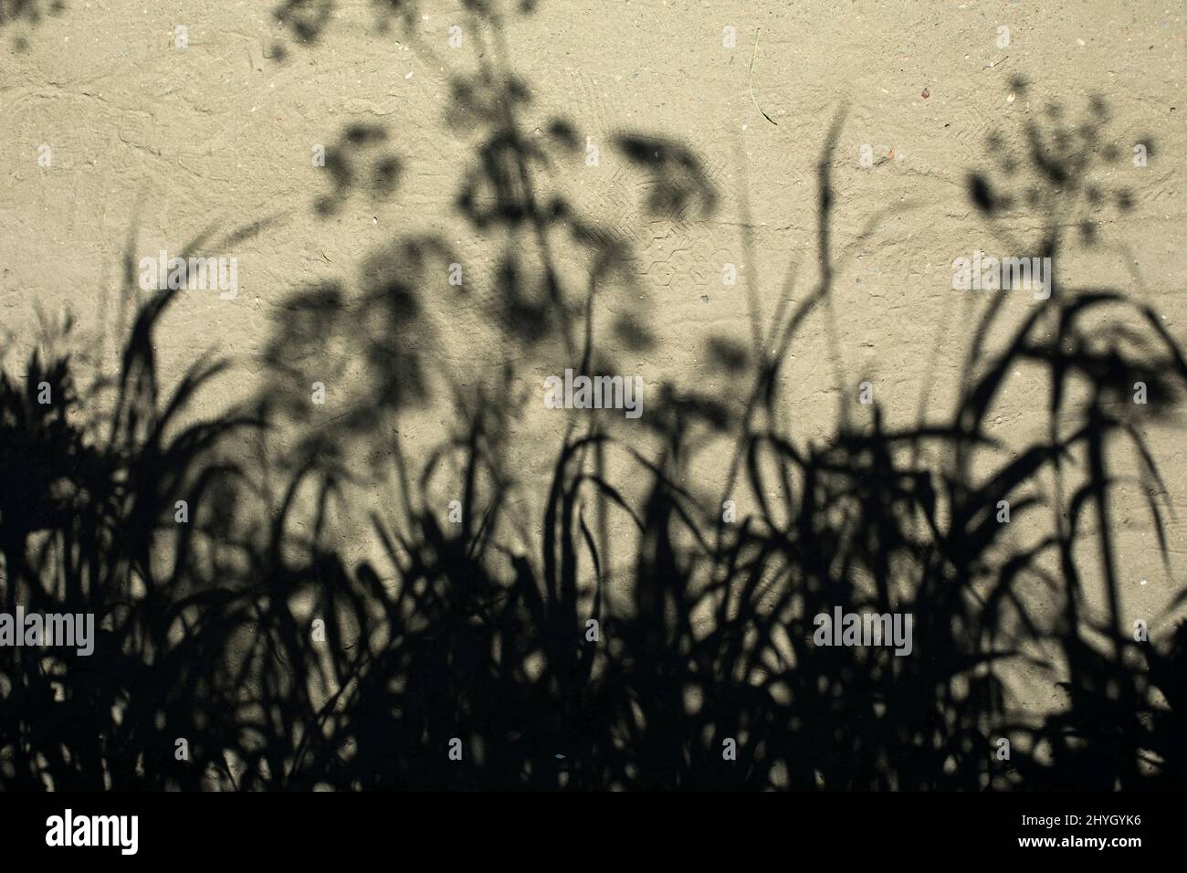 Ombre végétale.Silhouettes d'herbes de fond.Texture représentant le ruban  de plante sur plan Photo Stock - Alamy