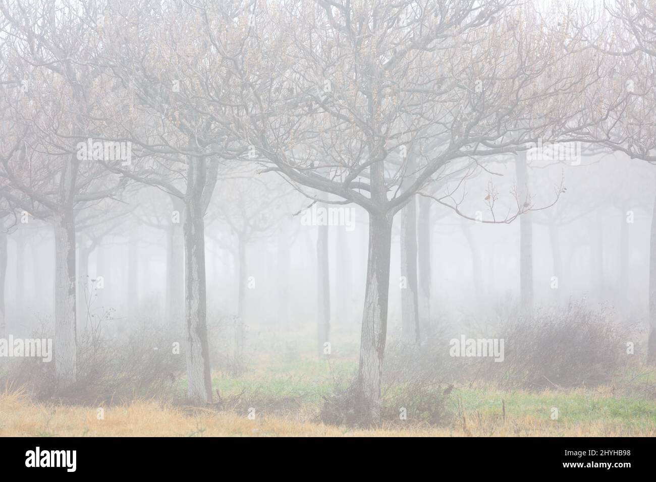 Rangées d'arbres dans un brouillard très lourd Banque D'Images