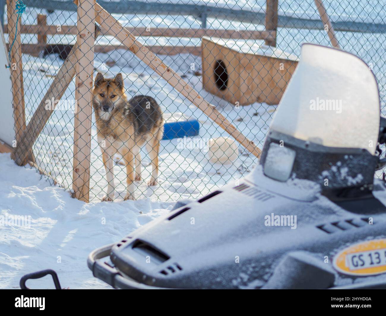 Chiens de traîneau (chien du Groenland) à Uummannaq, dans le nord de la Westgreland, au-delà du cercle arctique. Amérique du Nord, Groenland, territoire danois Banque D'Images