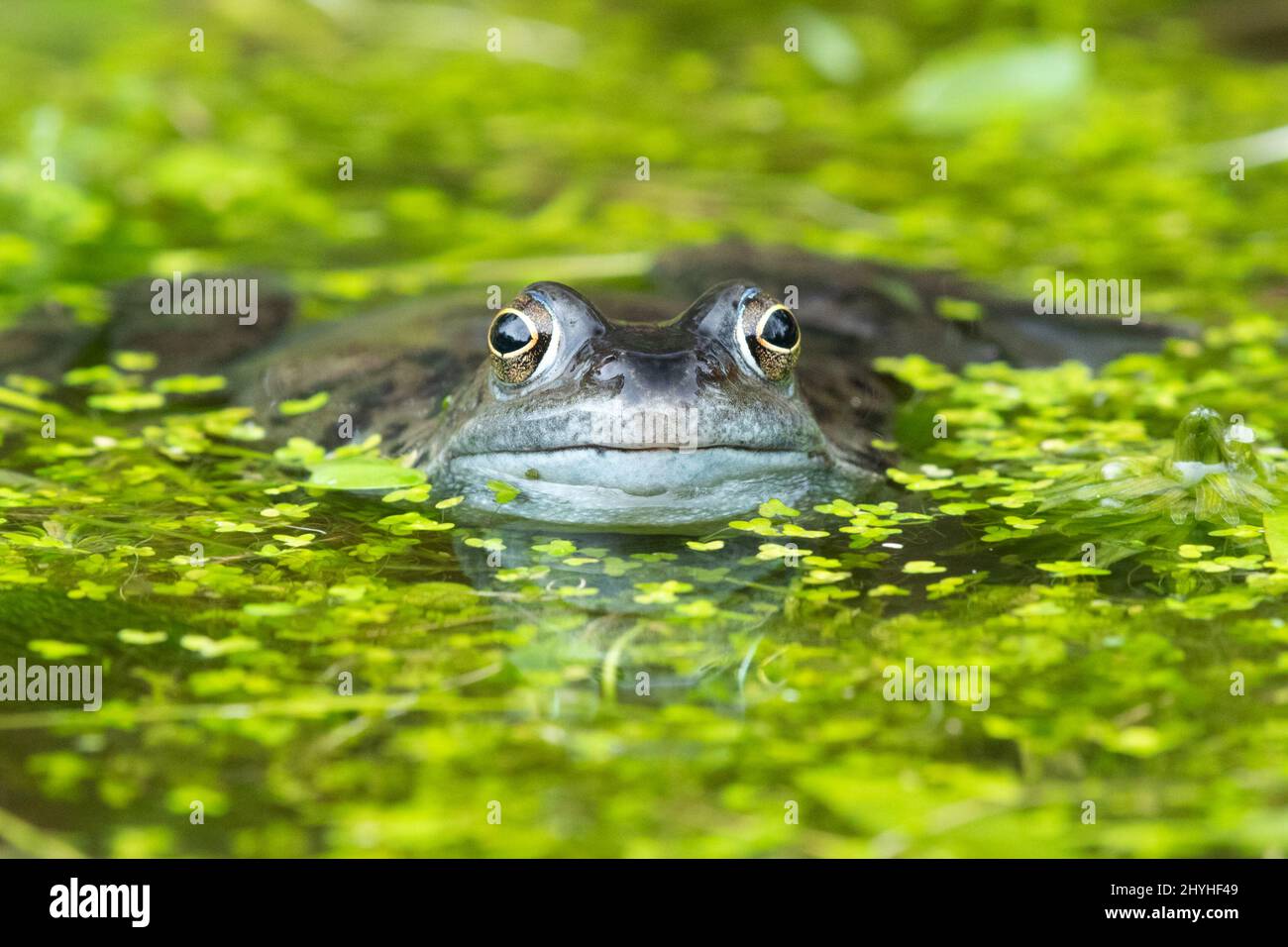 Grenouille - grenouille commune - rana temporaria - entourée de duckweed dans l'étang de jardin - Écosse, Royaume-Uni Banque D'Images