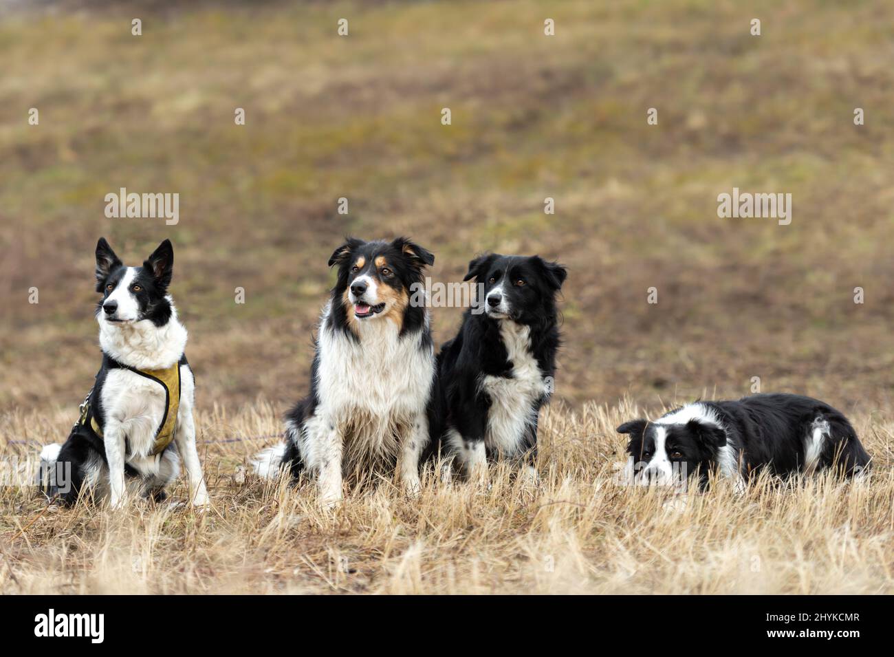 Un grand paquet de chiens obéissants - Border Collies à plusieurs âges, du jeune chien à l'aîné Banque D'Images
