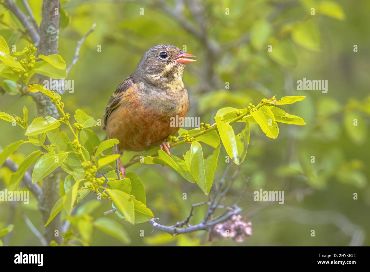 Ortolan Bunting (Emberiza hortulana) perchée dans un arbre. C'est un oiseau eurasien de la famille des Emberizidae. Bulgarie. Faune scène de la nature dans Banque D'Images