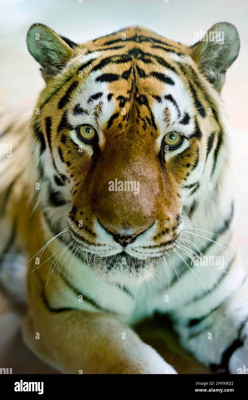 Zoo Hellabronn, Tiger regardant dans l'appareil photo, Munich, Allemagne Banque D'Images