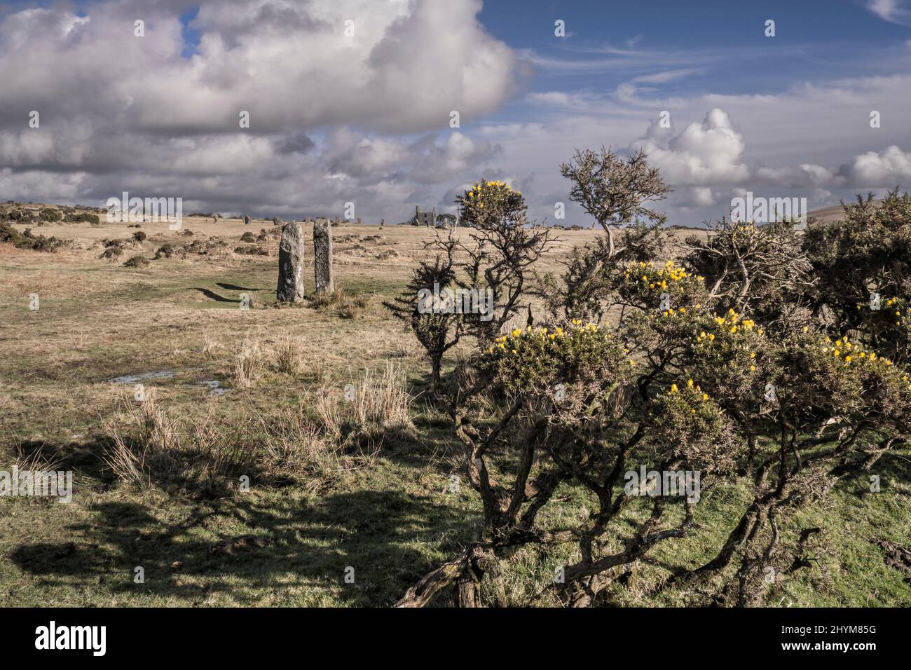 Le gorse Ulex pousse près des pierres néolithiques connues sous le nom de Pipers avec le cercle de pierres Hurlers en arrière-plan sur Bodmin Moor en Cornouailles dans le bac Banque D'Images