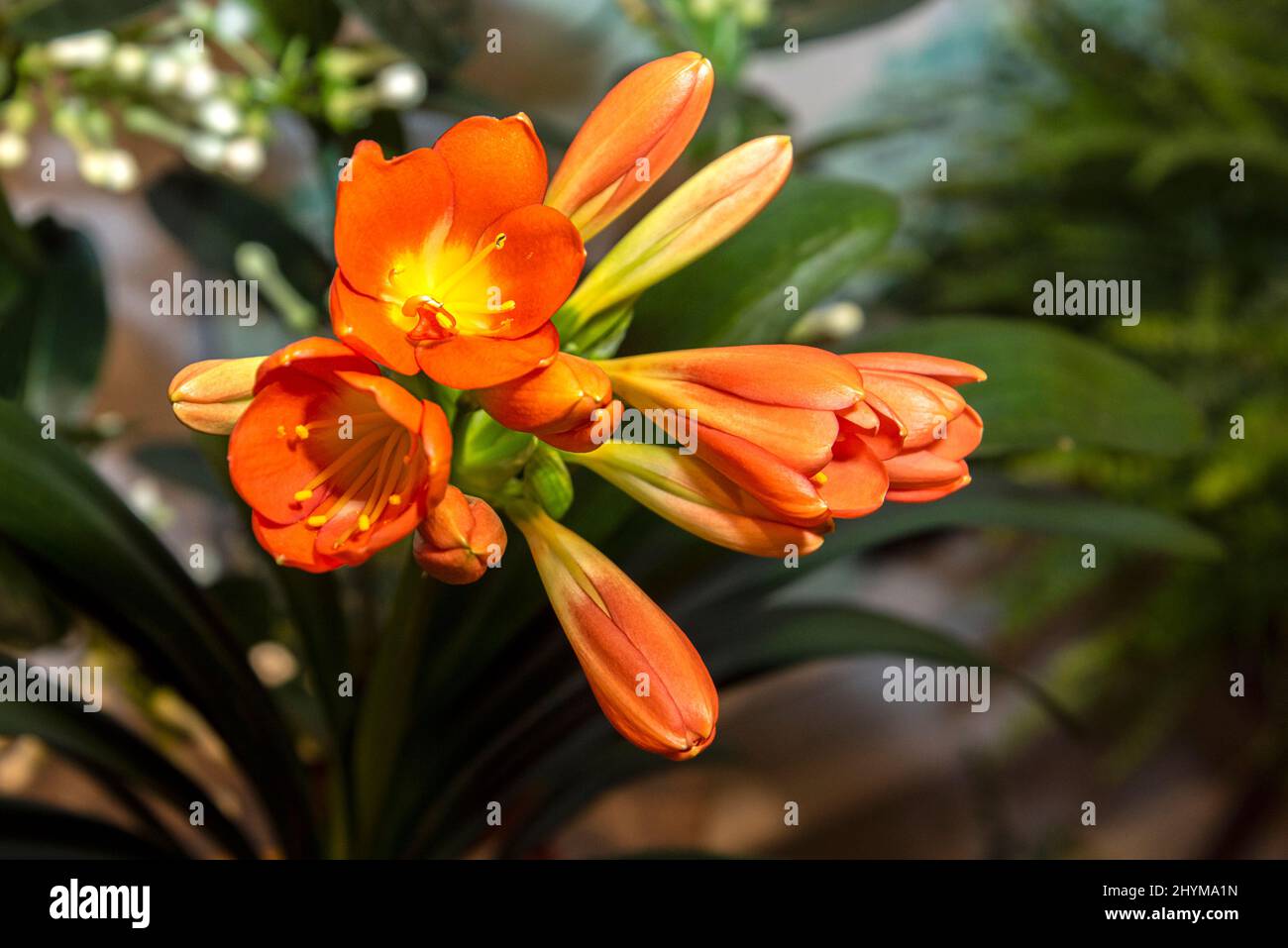 Clivia miniata Natal Lily Bush Lily. Banque D'Images