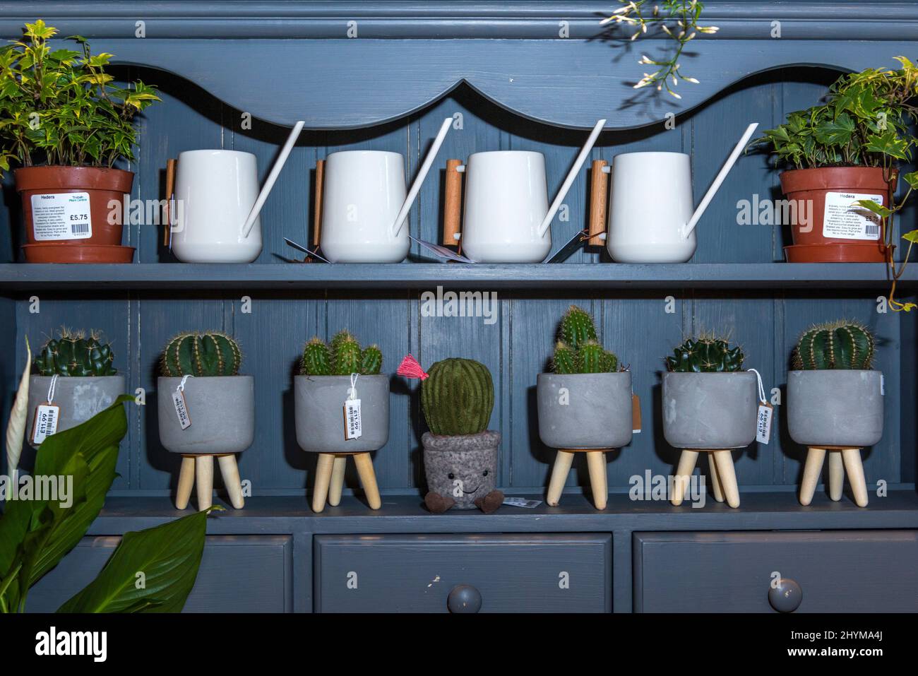 Divers cactus et plantes de maison et arrosoirs en démonstration et en vente. Banque D'Images