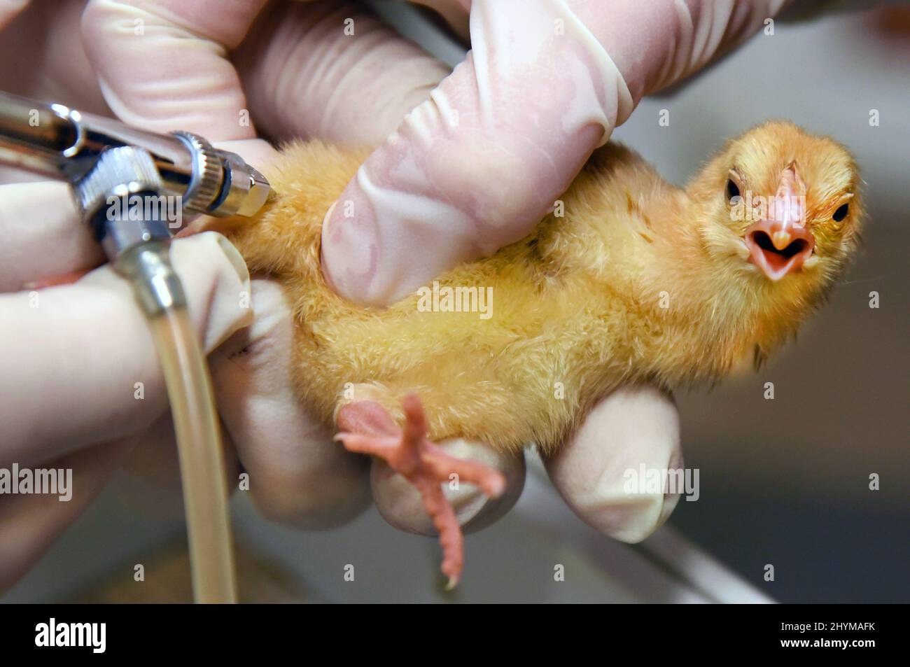 Chicks vaccination Banque de photographies et d'images à haute résolution -  Alamy