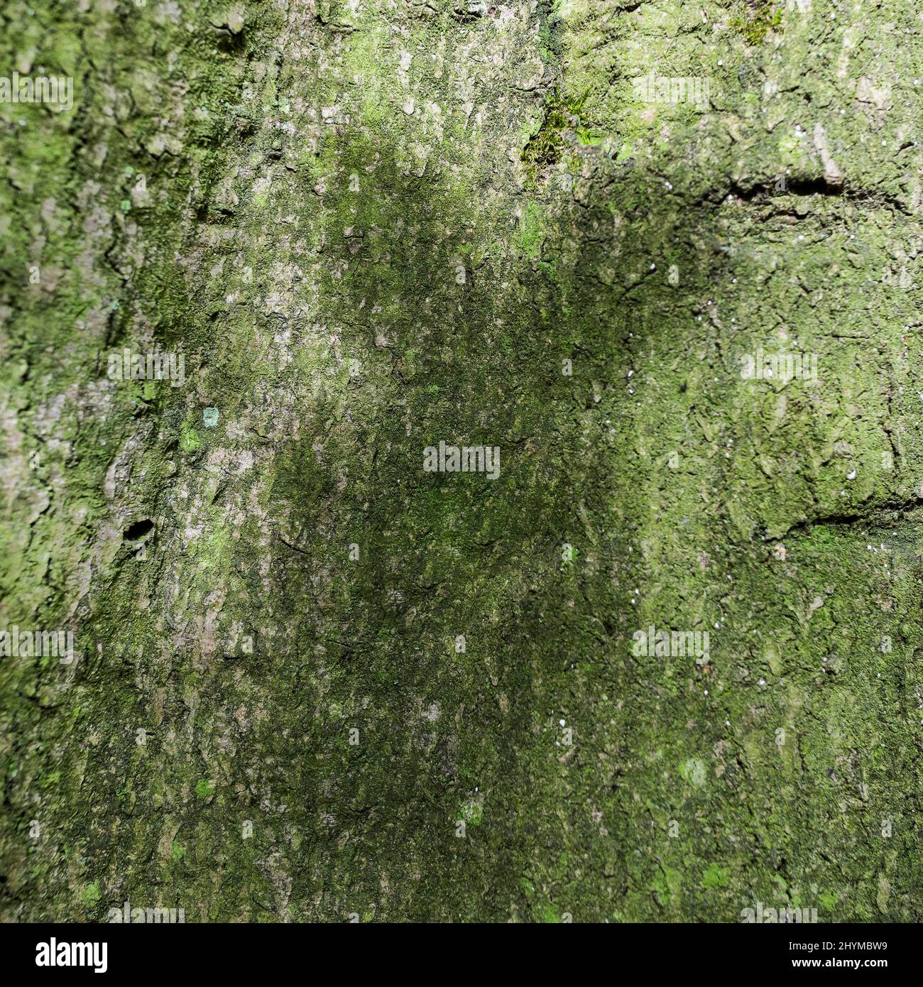 Jeu d'ombre sur un tronc d'arbre, écorce Banque D'Images
