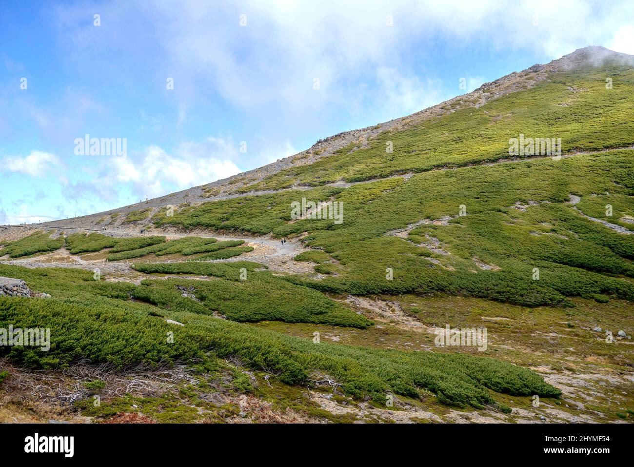 PIN de pierre japonais nain, PIN de Sibérie nain (Pinus pumila), dans les Alpes japonaises, Japon, Honshu Banque D'Images