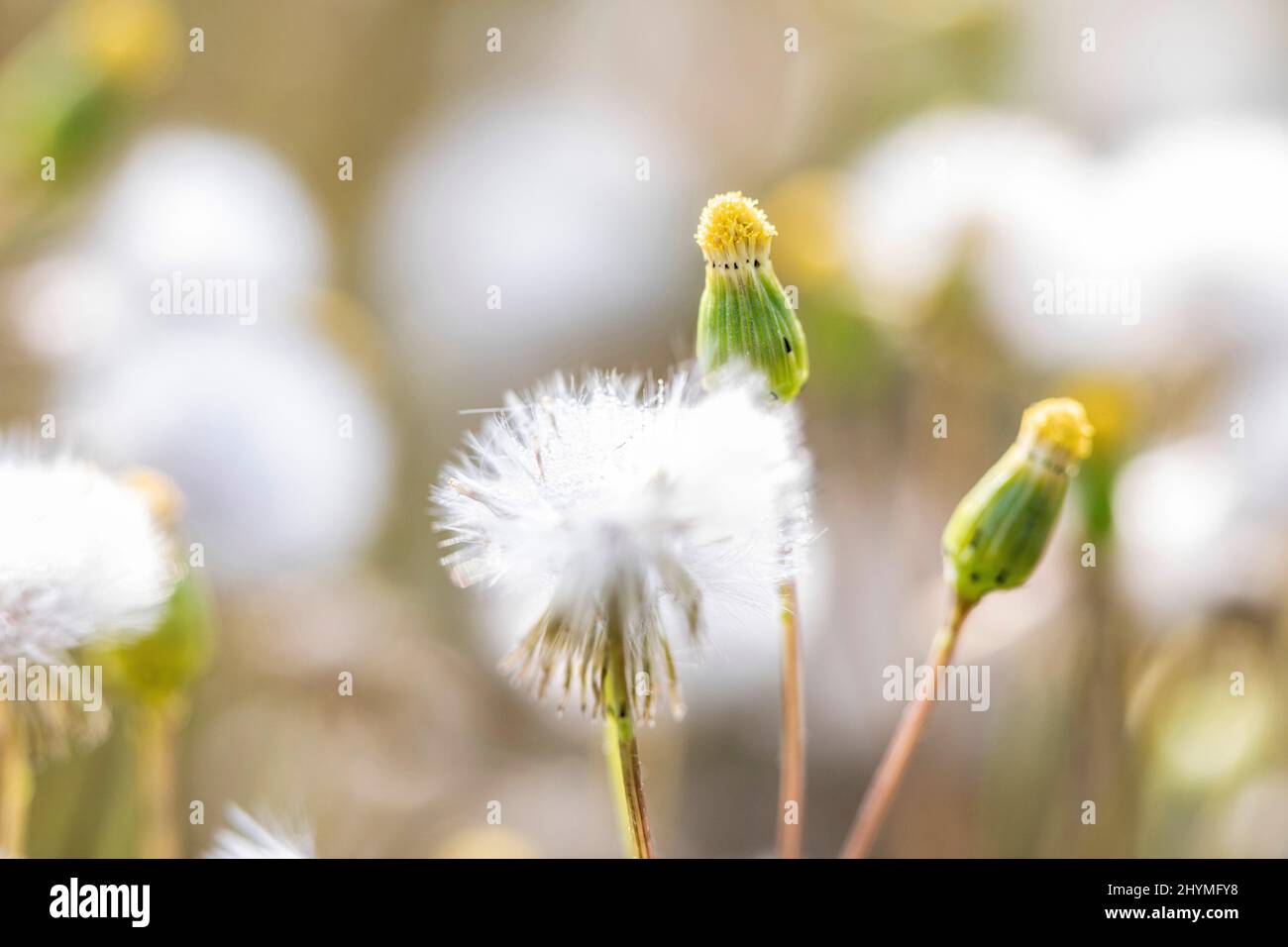 Sol commun, ancien-homme-dans-le-printemps (Senecio vulgaris), fructification, Allemagne, Bavière Banque D'Images