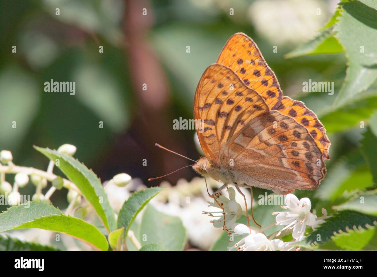 Frillaire lavé à l'argent (Argynnis paphia), assise sur des fleurs blanches, vue latérale, Allemagne, Bavière Banque D'Images