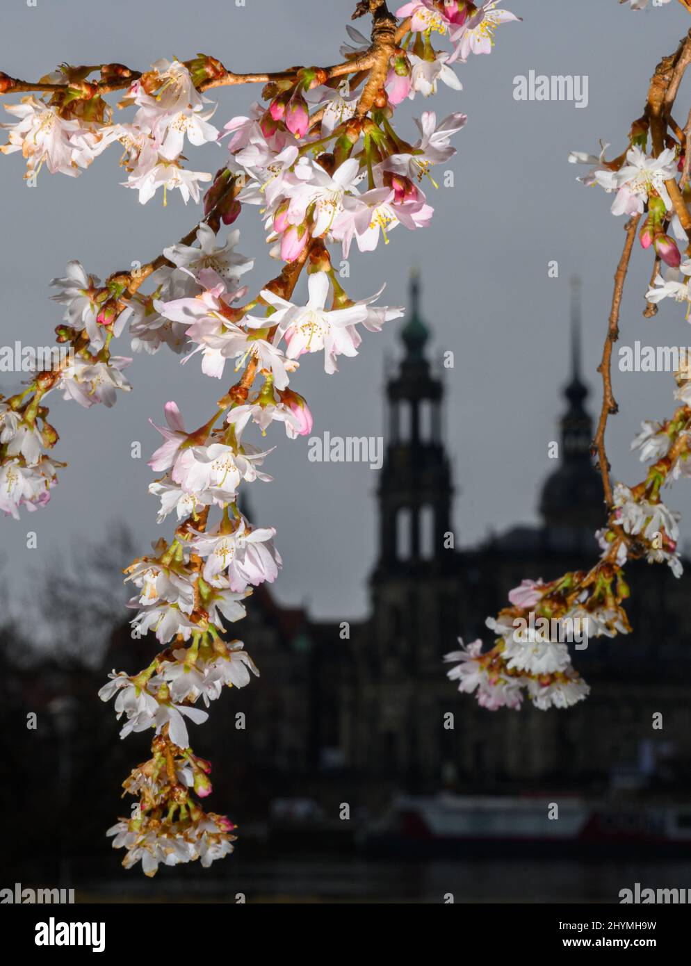 Dresde, Allemagne. 15th mars 2022. Les premières fleurs d'un cerisier ornemental fleurissent sur les rives de l'Elbe en face de la vieille ville avec la Hofkirche (l) et le Hausmannsturm. Credit: Robert Michael/dpa-Zentralbild/dpa/Alay Live News Banque D'Images